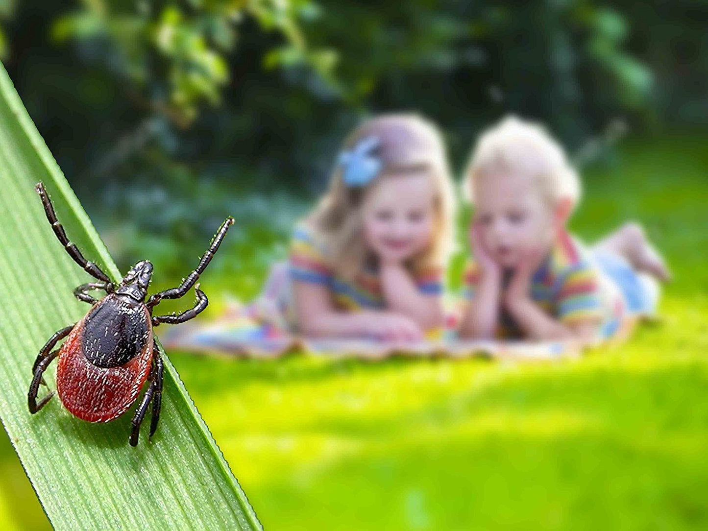 Tick Control Tubes